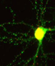 Synapse
