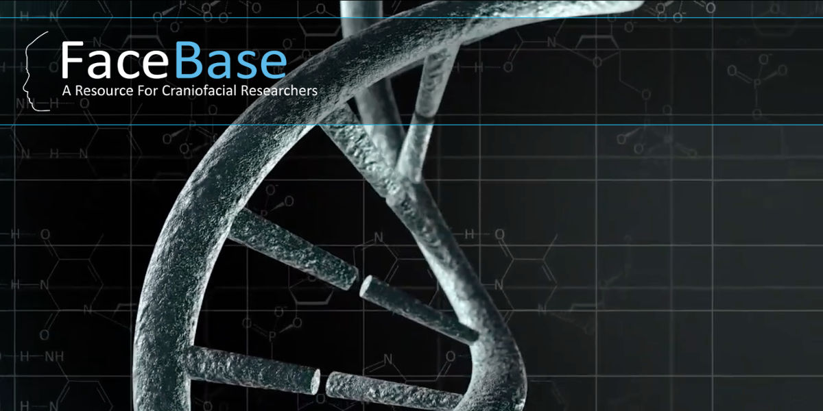 FaceBase Logo