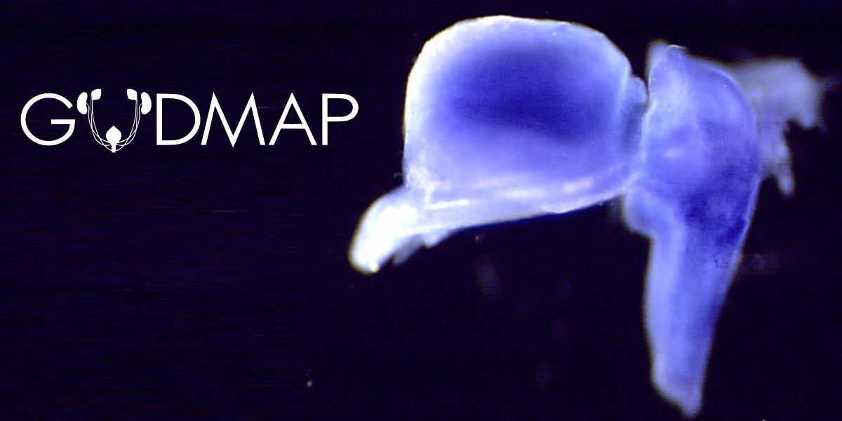 GUDMAP Logo