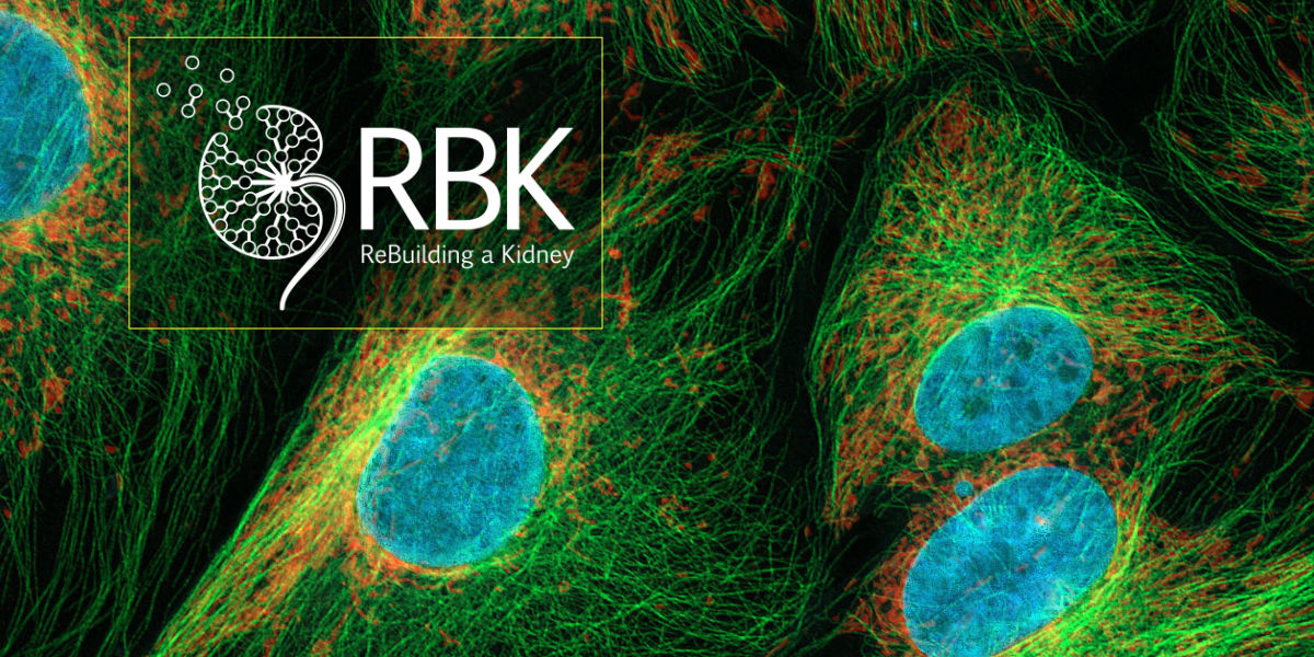 RBK Logo